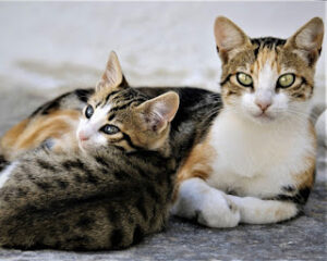 Aegean Cat, Aegean Cat breed, Greek cat breeds, semi-longhair cats, Aegean Cat personality, Aegean Cat care, rare cat breeds, Aegean Cat price, where to buy an Aegean Cat,