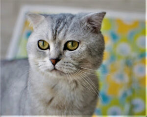 Scottish Fold Cat