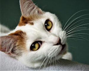 Japanese Bobtail Cats