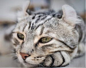 Japanese Bobtail Cats