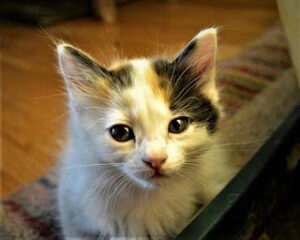 Japanese Bobtail Cats