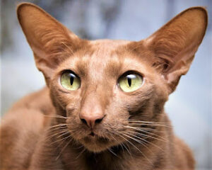 Javanese-cats