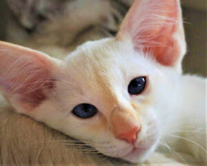 Javanese-cats