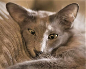 Javanese-cats
