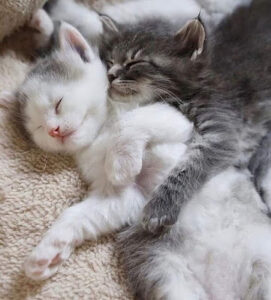 petcati