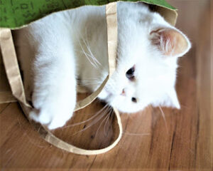 Exotic Shorthair Cats