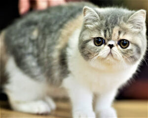 Exotic Shorthair Cats