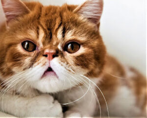 Exotic Shorthair Cats